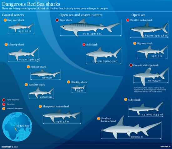 Dangerous Red Sea sharks