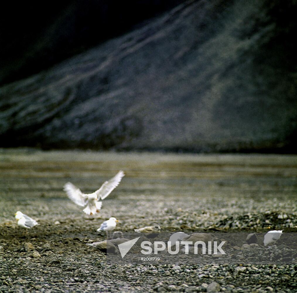 Seagulls