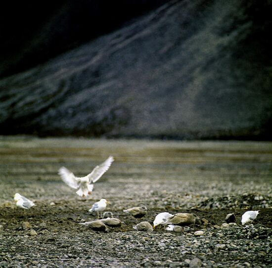 Seagulls