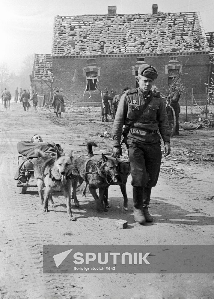 DOG CART WOUNDED SOLDIER