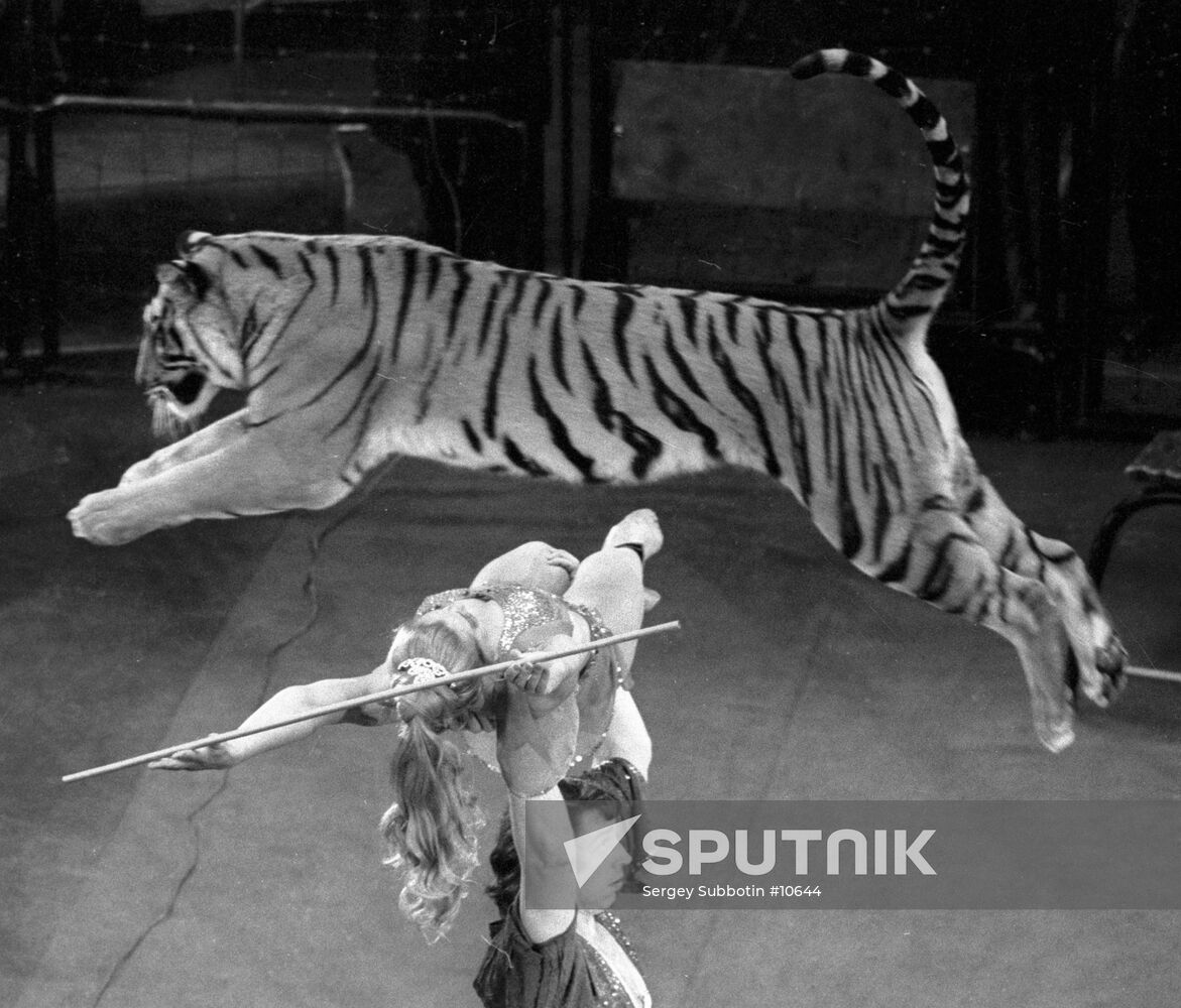 SHEVCHENKO TIGERS CIRCUS