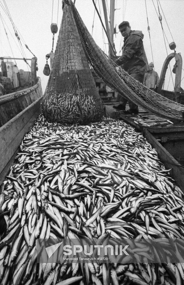 TRAWL SPRAT
