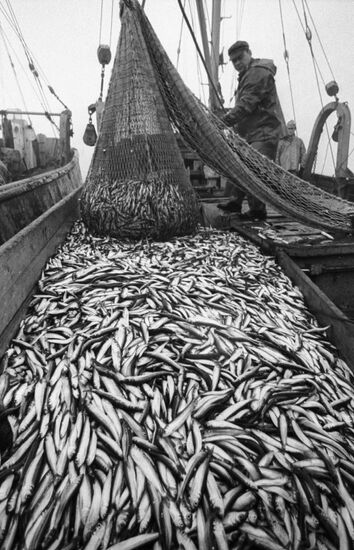 TRAWL SPRAT
