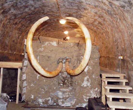 TUSKS MUSEUM