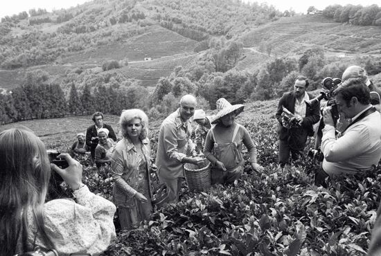 Picking tea