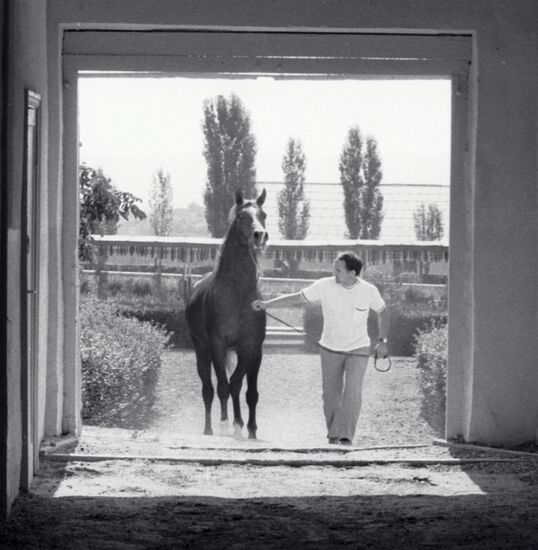 STUD FARM STABLE HORSE