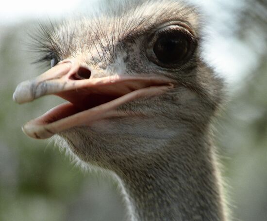 OSTRICH FLEDGLING ASKANIA-NOVA