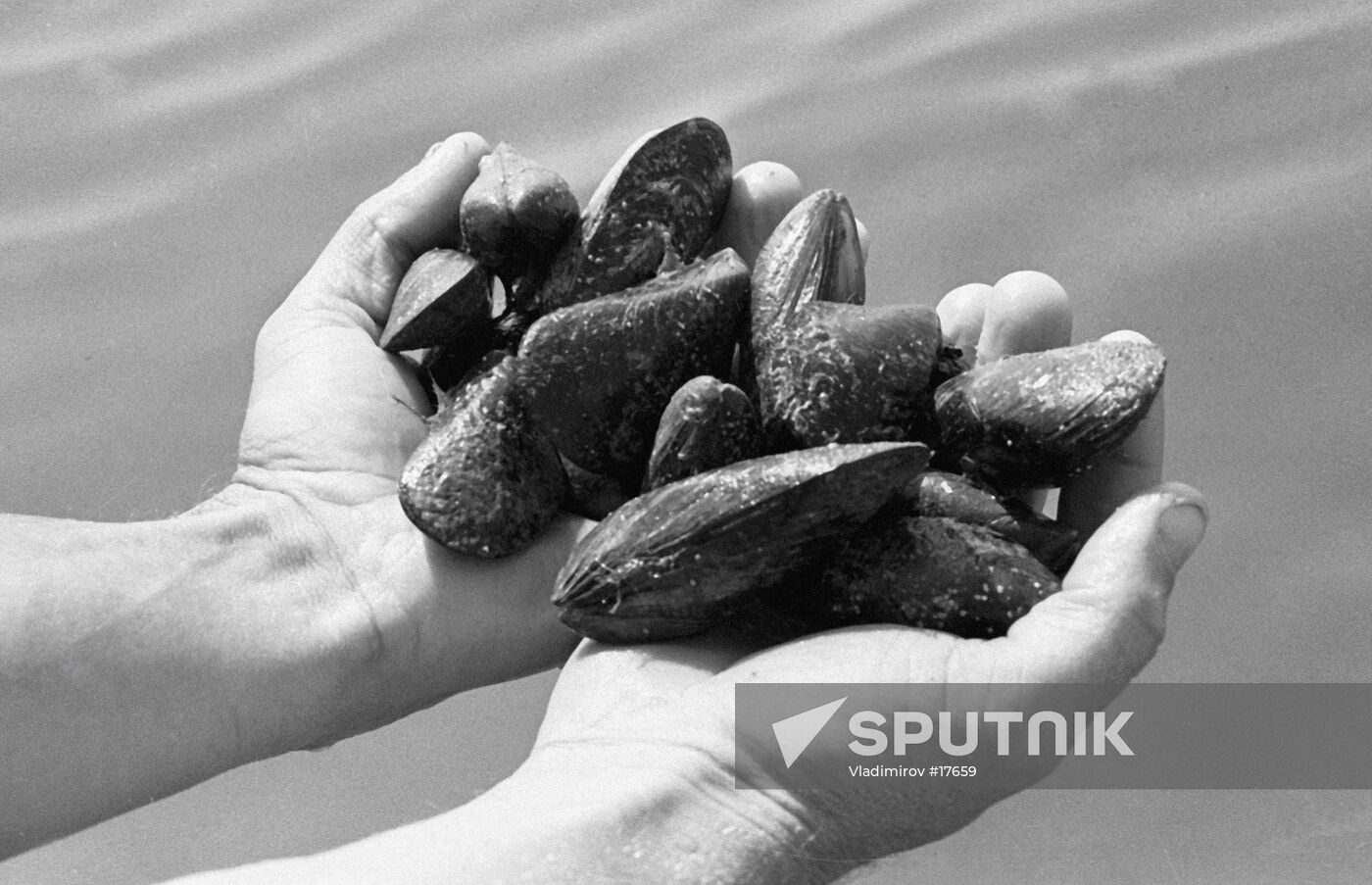 MUSSELS BOLSHOI UTRISH 