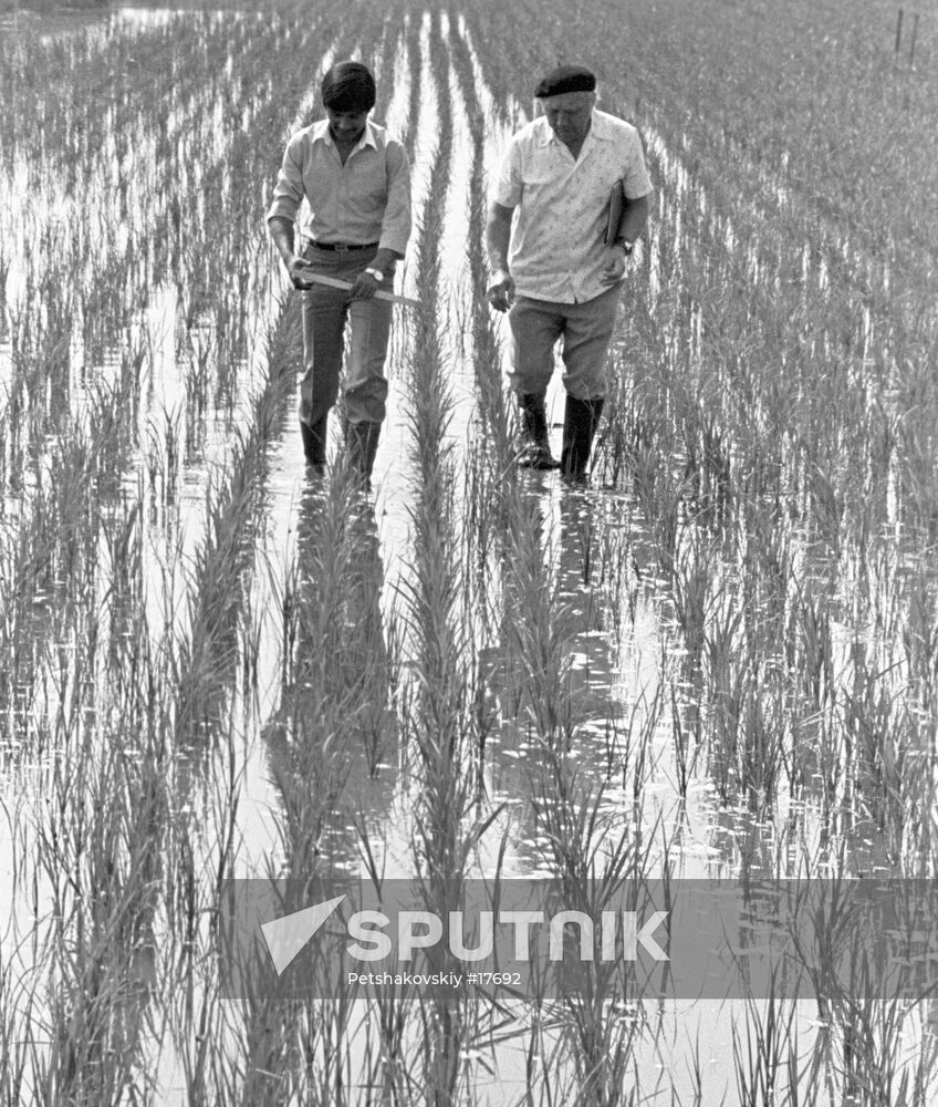 RICE PADDY