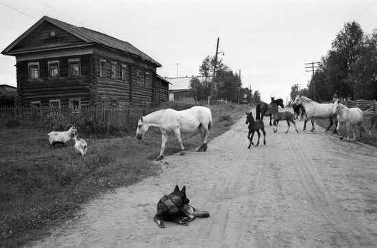 ARKHANGELSK REGION VILLAGE STREET HORSES GOATS DOGS