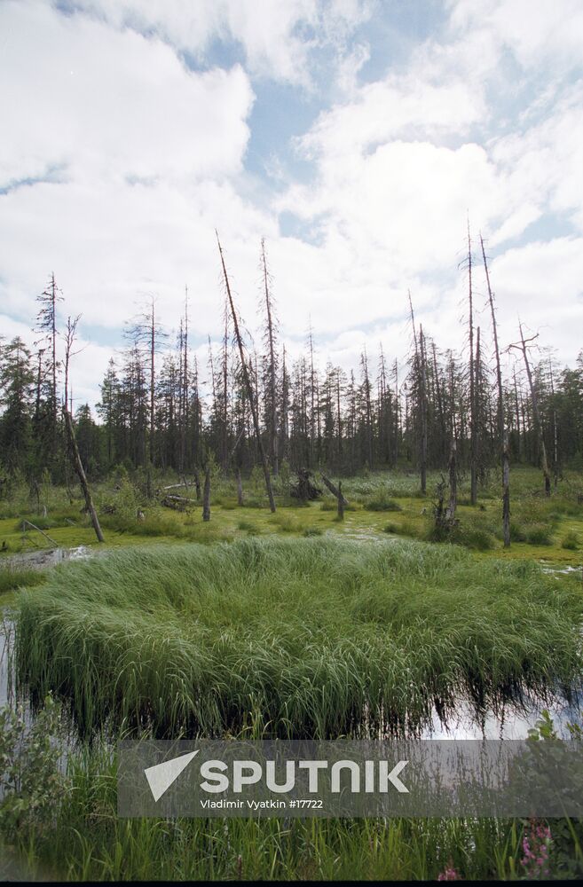 NORTH MARSH SPRUCES HILLOCKS