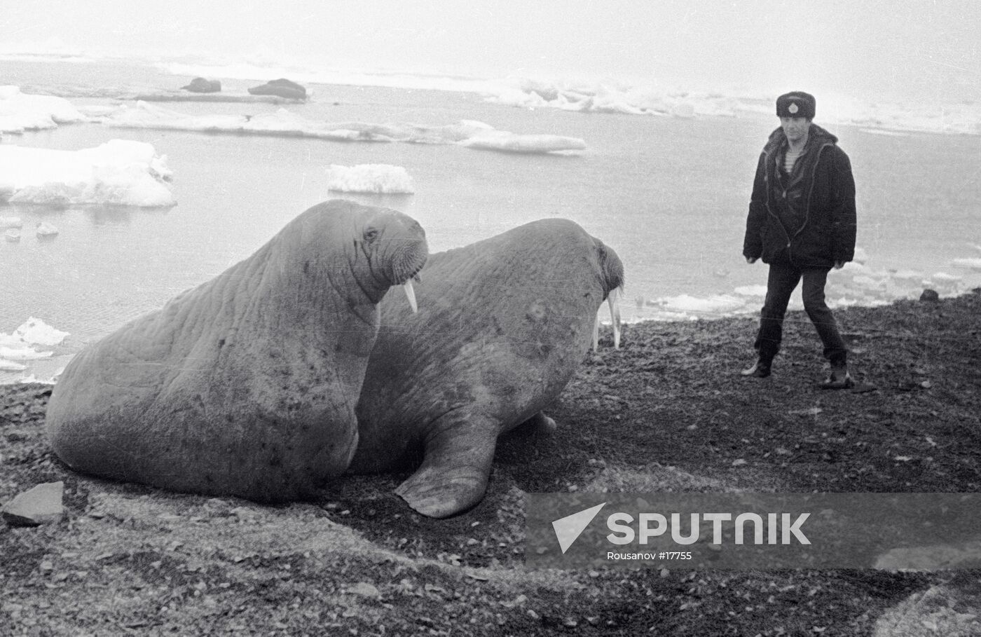 WALRUSES ISLAND MAN