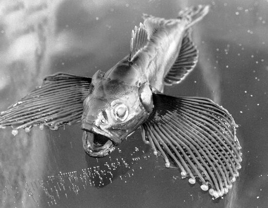 LAKE BAIKAL BULLHEAD FISH 