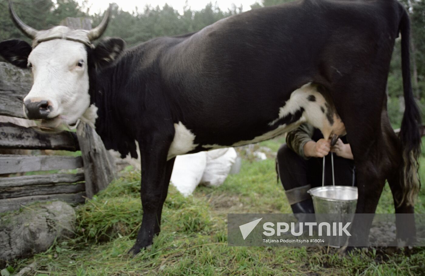 MILKING COW  