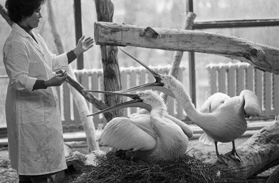 PELICANS WORKER NATURE RESERVE