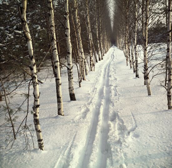 SKI-TRACK BIRCHES