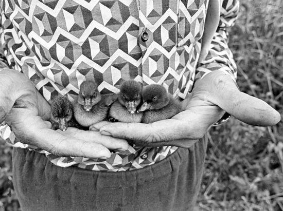 NATURE PRESERVE NESTLINGS