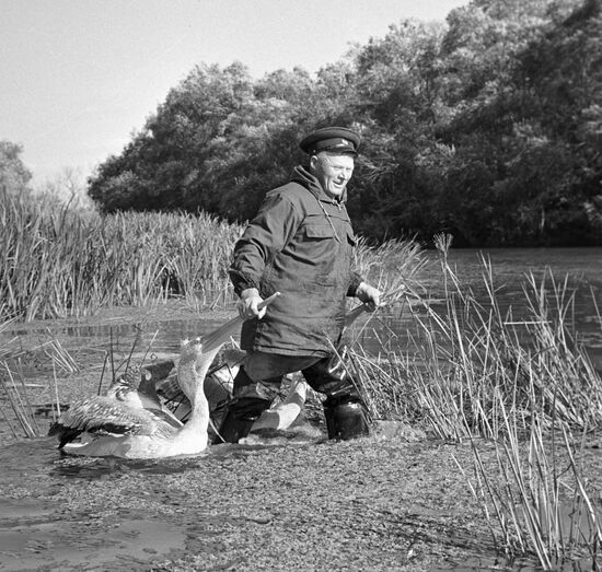 GAME WARDEN PELICAN ASTRAKHANSKY NATURE PRESERVE