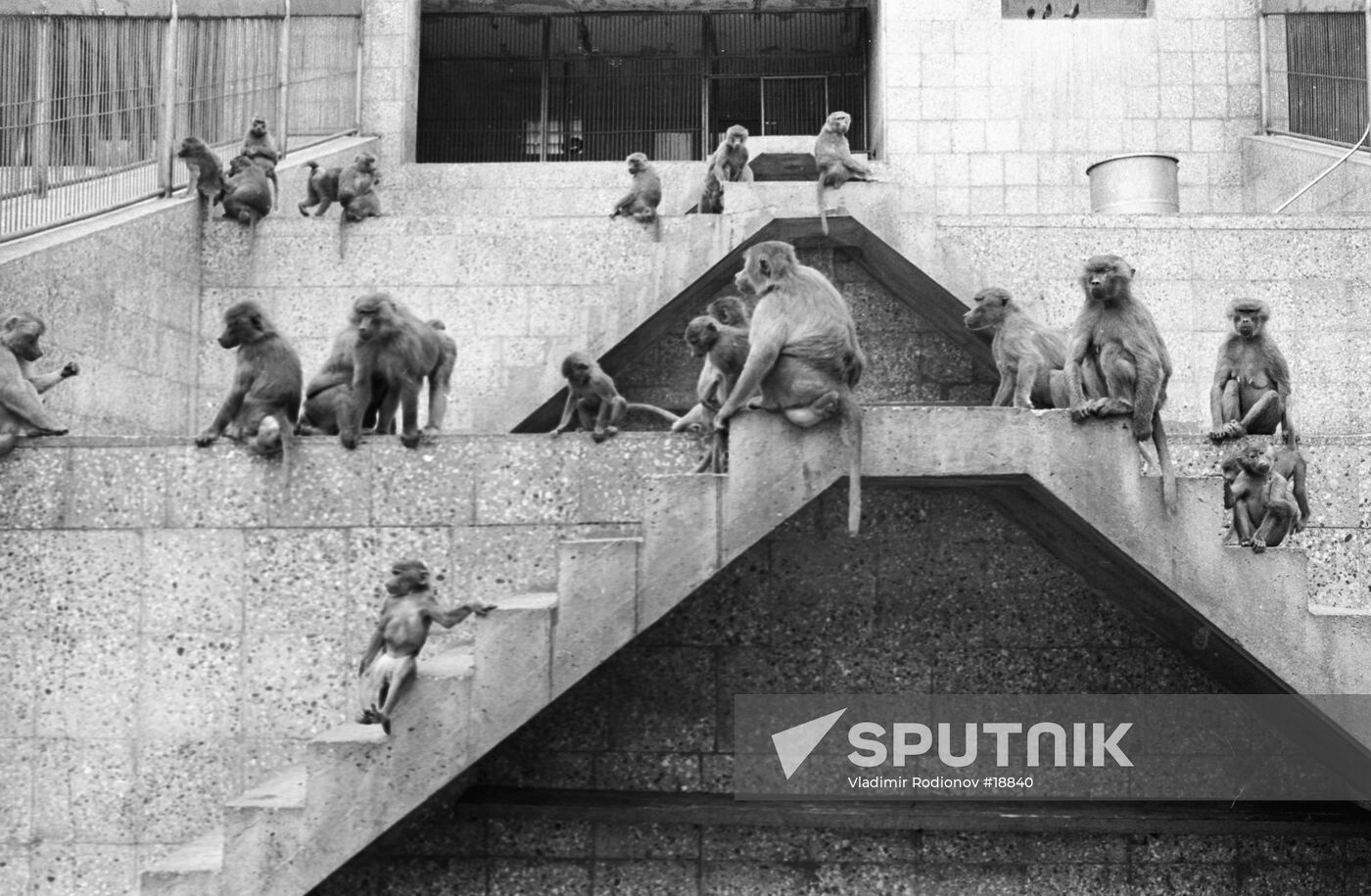 PRIMATE NURSERY SUKHUMI