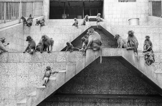 PRIMATE NURSERY SUKHUMI