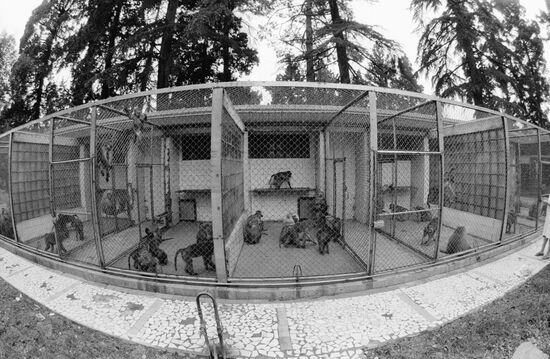 PRIMATE NURSERY SUKHUMI