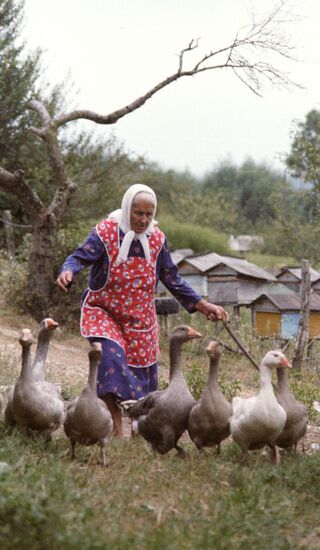 PENSIONER GEESE HOUSEHOLD