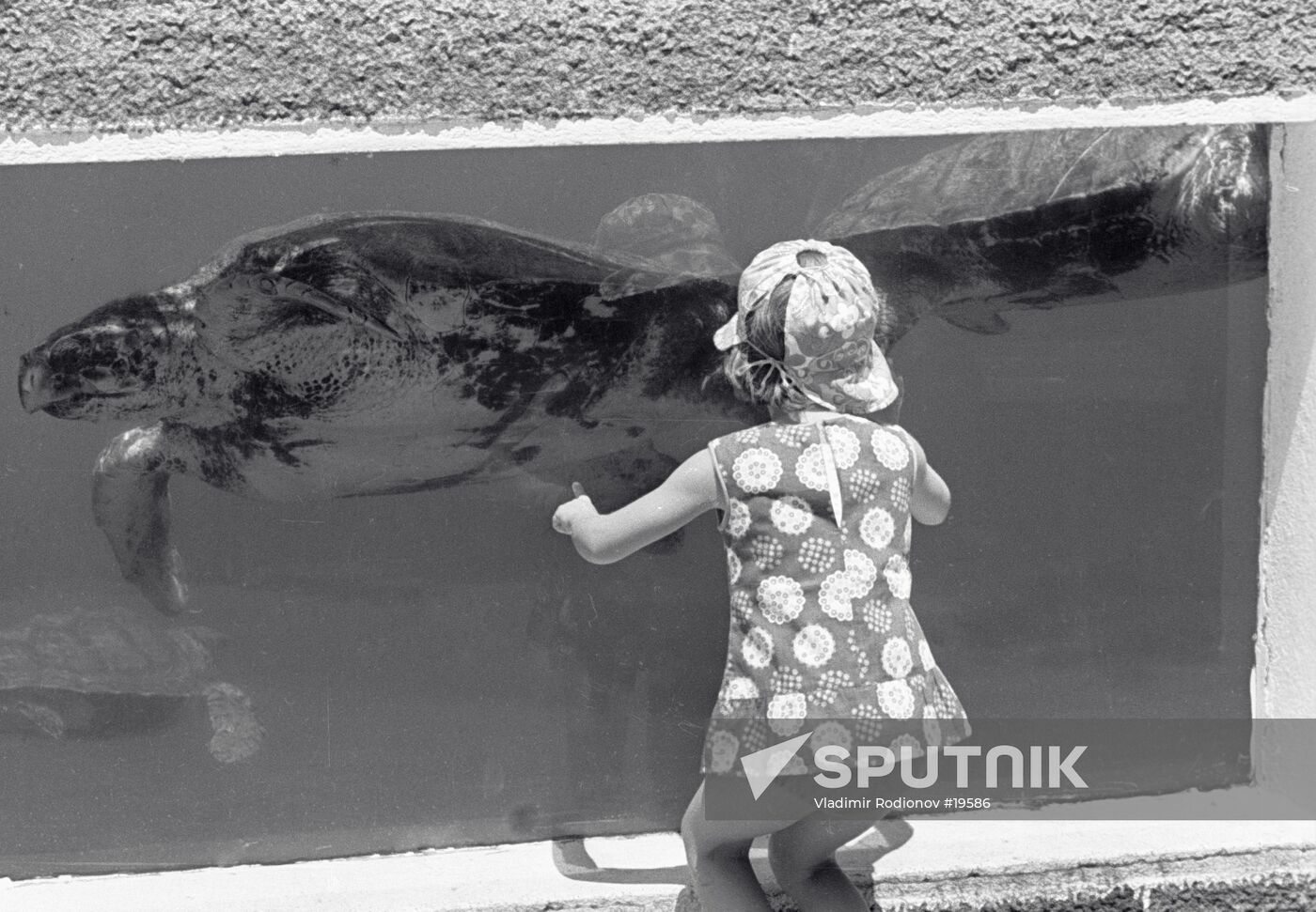 BATUMI AQUARIUM TURTOISE