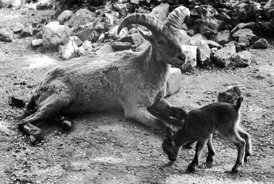 Kuban Caucasian goats
