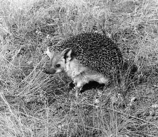 HEDGEHOG