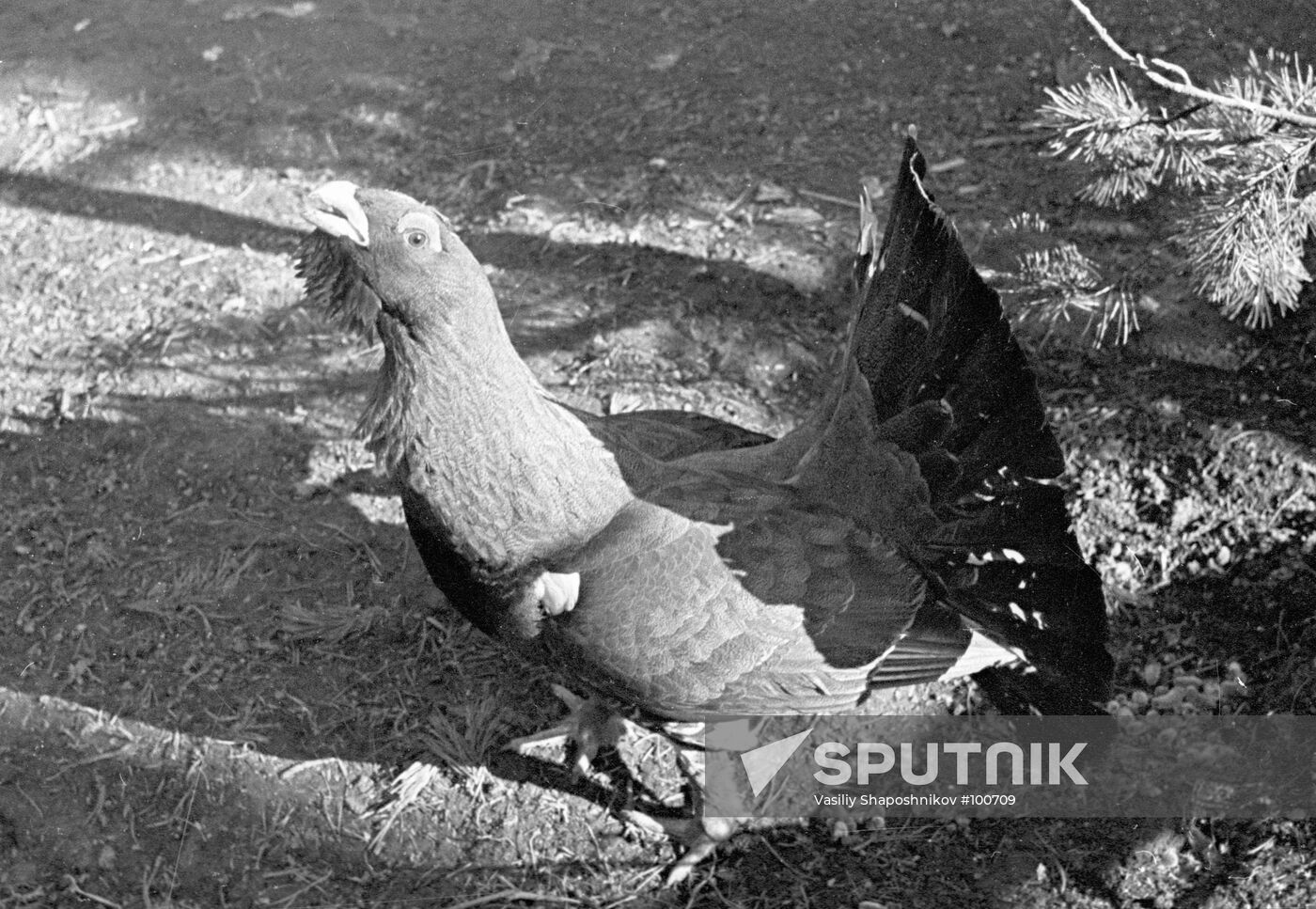 WOOD GROUSE