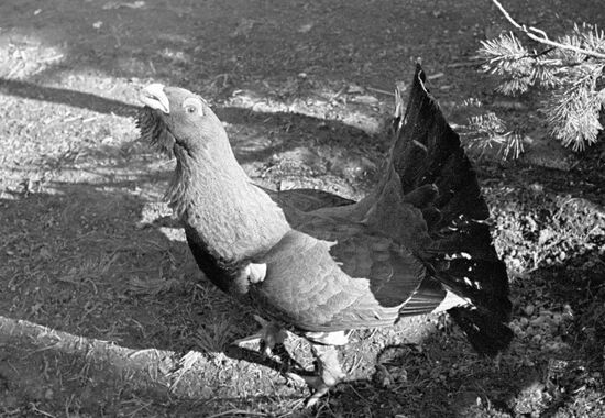 WOOD GROUSE