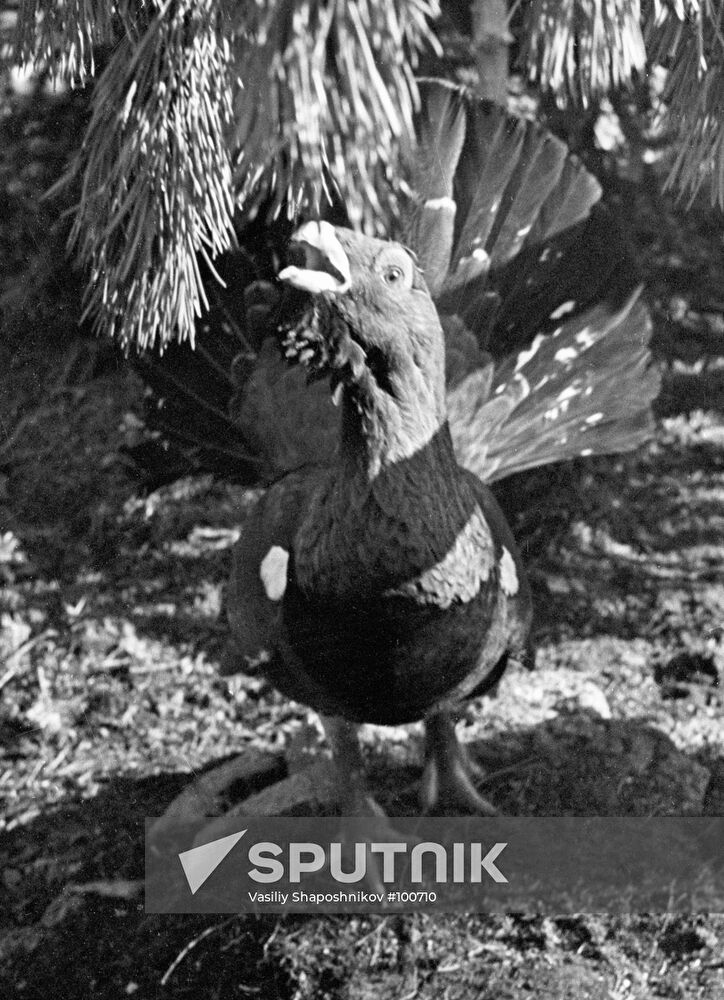 WOOD GROUSE