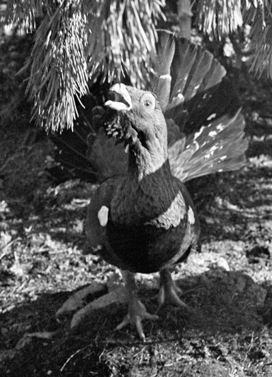 WOOD GROUSE