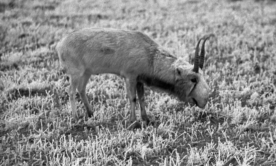 Muyun Kum desert saiga