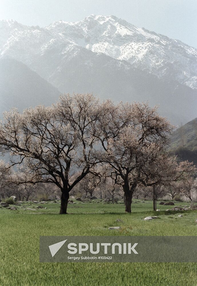 Tajikistan mountains gardens apricots