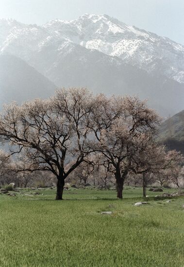 Tajikistan mountains gardens apricots