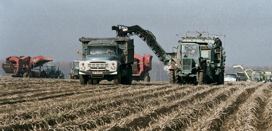 SHCHAPOVO HARVESTING CROP