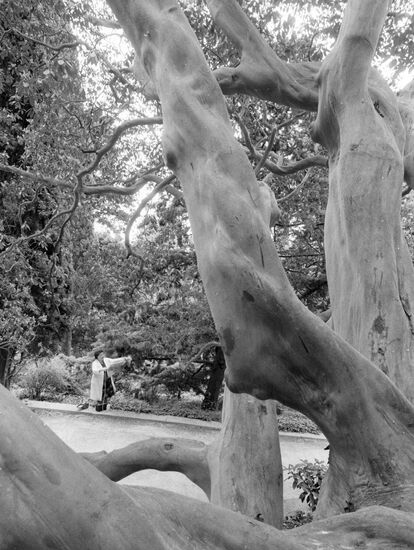 GRECIAN STRAWBERRY TREE BOTANICAL GARDENS
