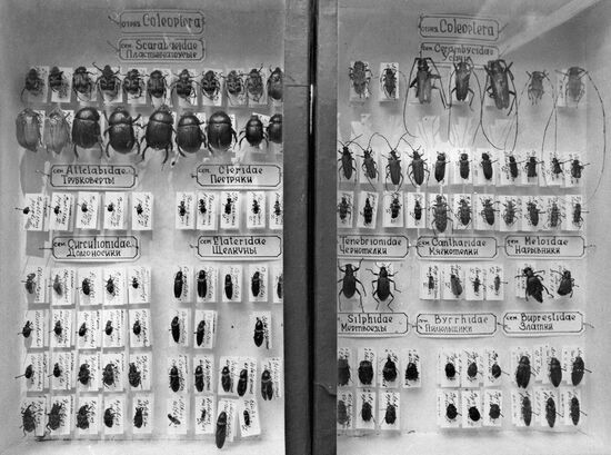 BEETLES COLLECTION MUSEUM PECHORO-ILYCHSKY PRESERVE