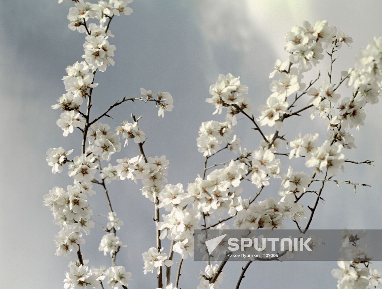 apricots; blooming; 