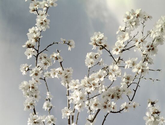apricots; blooming; 