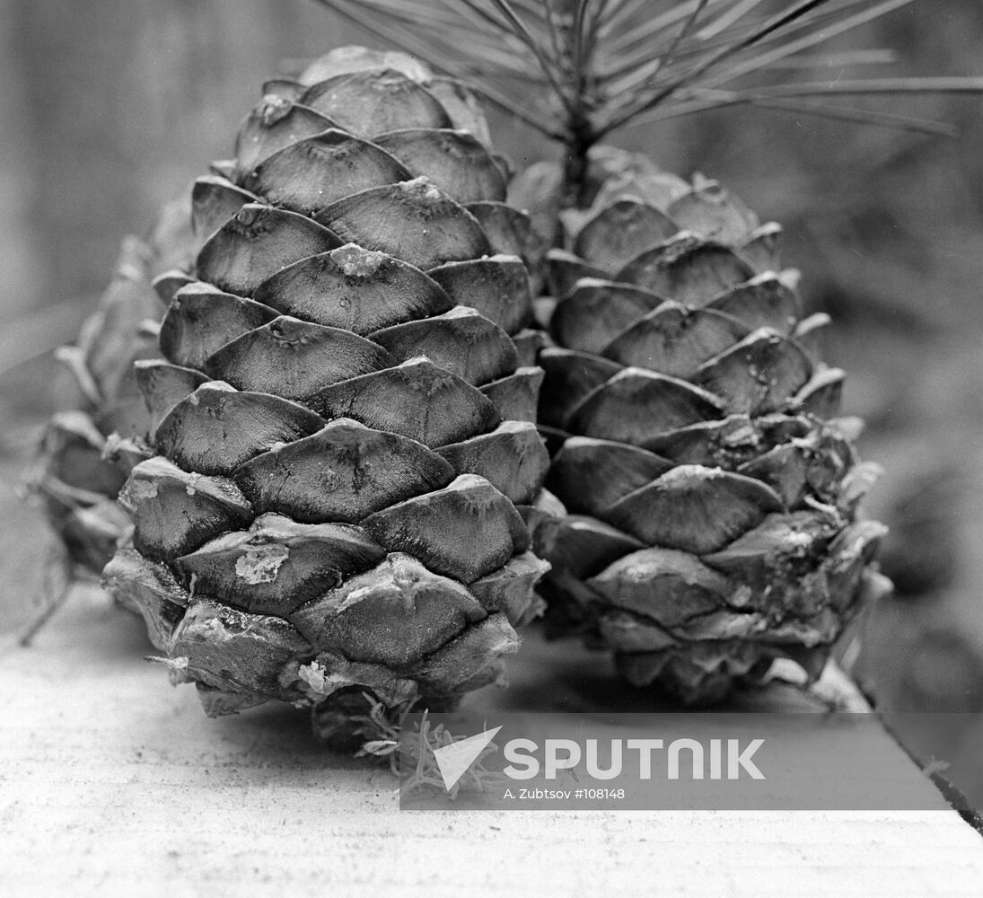 Cedar cones