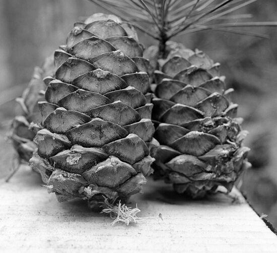 Cedar cones