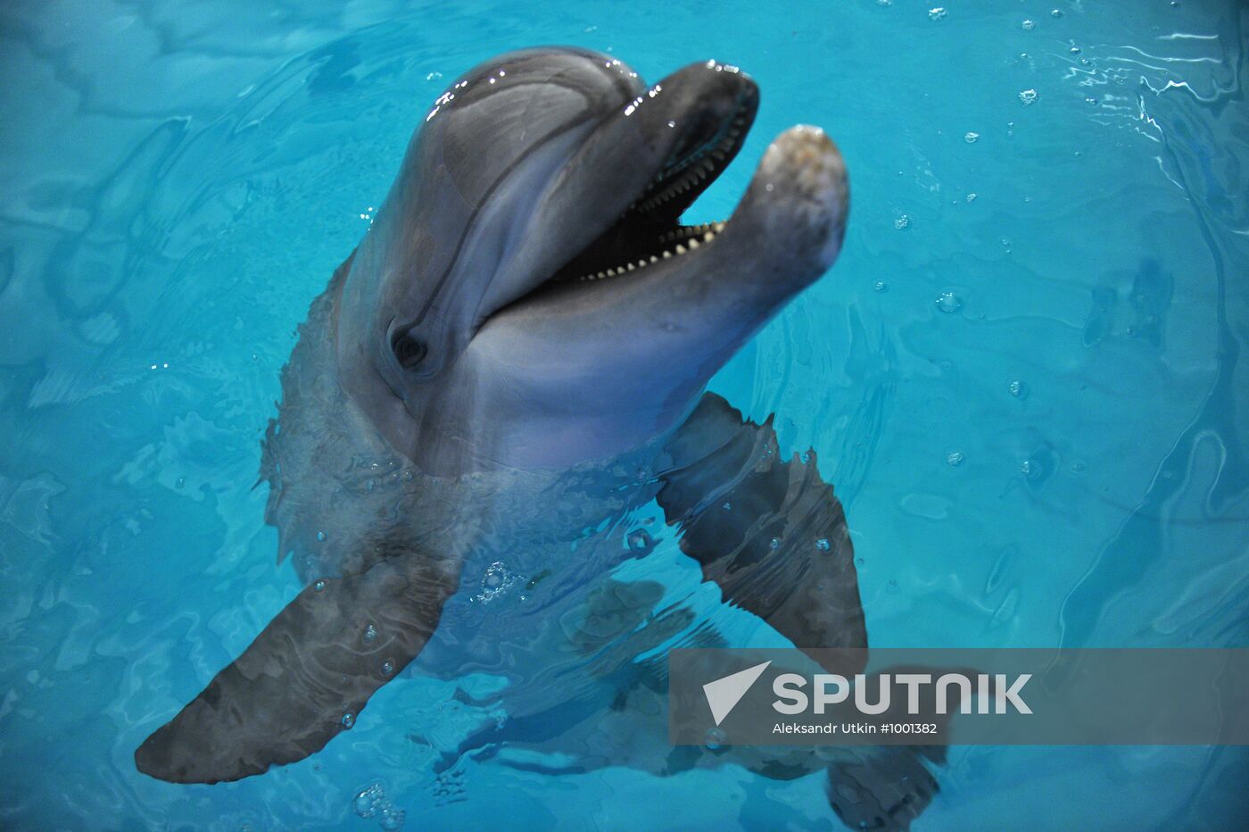 Dolphinarium opens at VVC