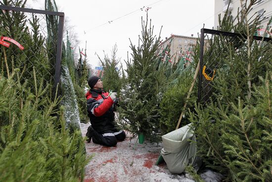 Fir-tree markets in Moscow