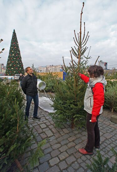 Holiday tree markets open in Kaliningrad