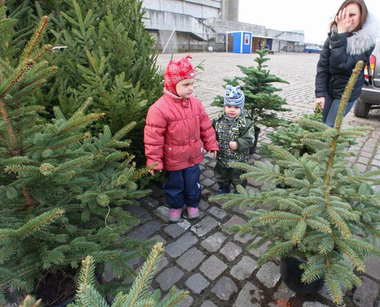Holiday tree markets open in Kaliningrad