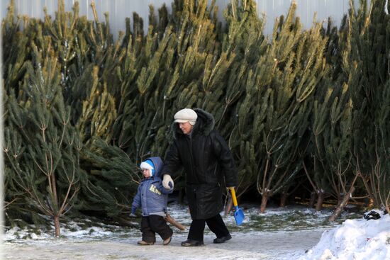 Christmas tree market in Omsk