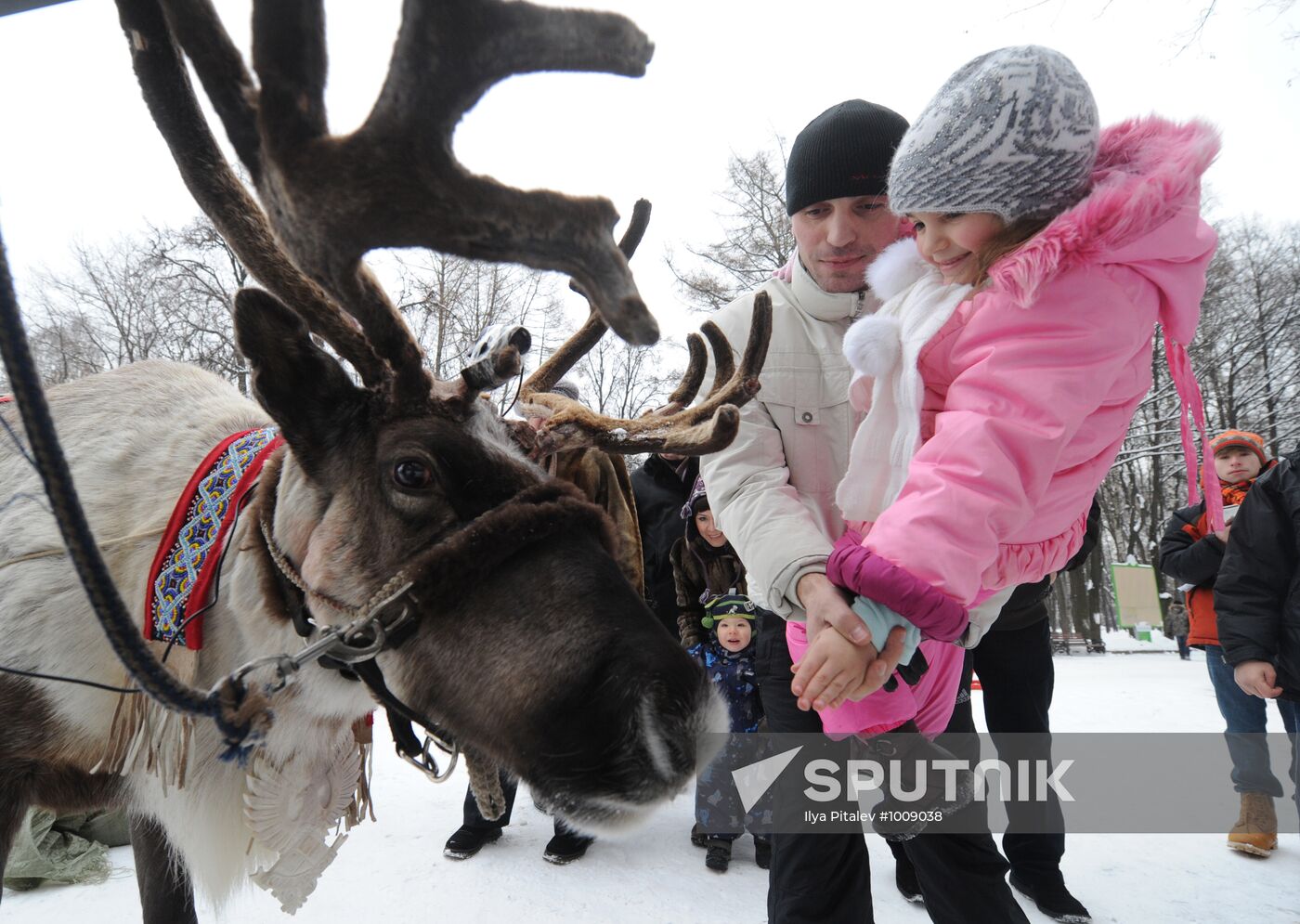 Best Yakut reindeer