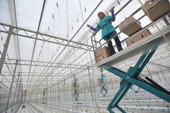 Teplichnoye factory farm in Sverdlovsk Region in operation